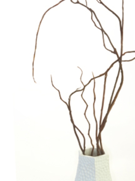 Picture for category Willows