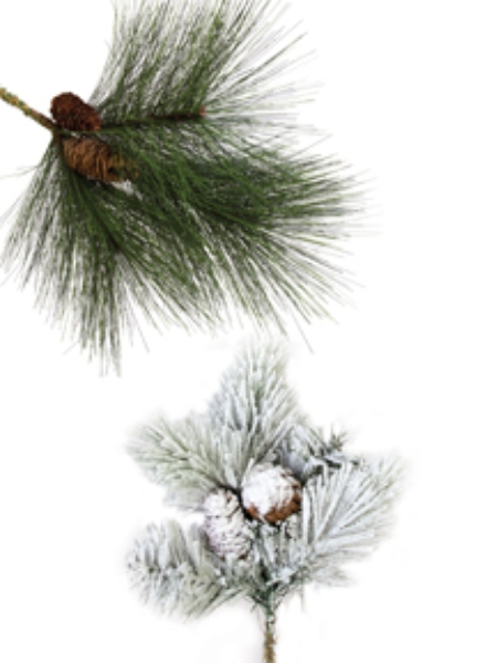 Picture for category Pine