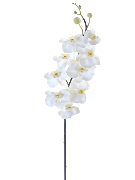 Picture of 42" PHALEANOPSIS SPRAY X9