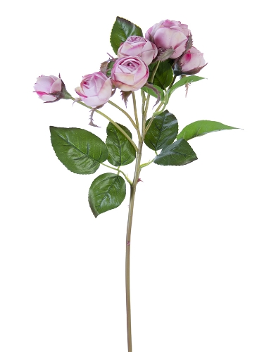 Picture of 22" FRESH TOUCH ENGLISH ROSE BUDS