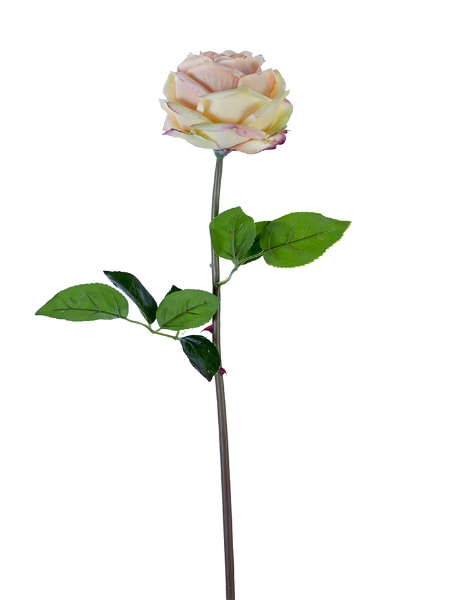 Picture of 27" HEDGEROW ROSE STEM