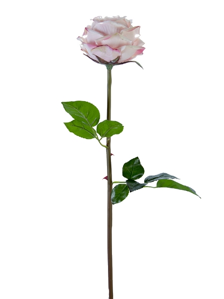 Picture of 27" HEDGEROW ROSE STEM