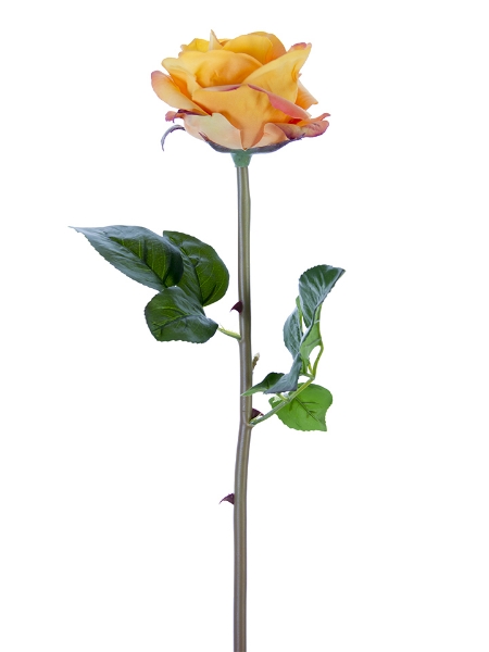 Picture of 25" OPEN BEAUTY ROSE STEM