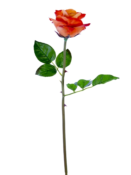 Picture of 25" OPEN BEAUTY ROSE STEM