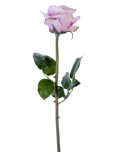Picture of 25" FRESH TOUCH OPEN BEAUTY ROSE