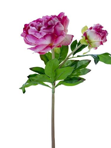 Picture of 23" FRESH TOUCH PEONY