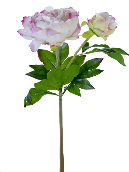 Picture of 23" PEONY W/1F1B