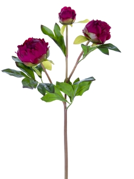 Picture of 28" FRESH TOUCH PEONY BUDS