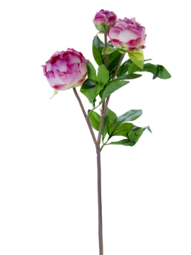 Picture of 28" FRESH TOUCH PEONY BUDS