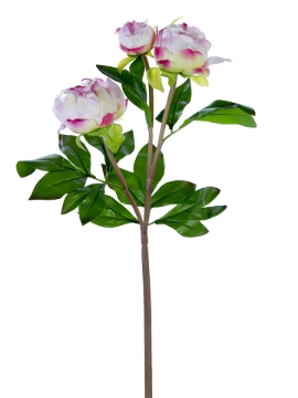 Picture of 28" FRESH TOUCH PEONY BUDS