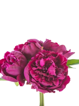 Picture of 10" FRESH TOUCH PEONY BUNDLE