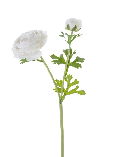 Picture of 23" FRESH TOUCH OPEN RANUNCULUS
