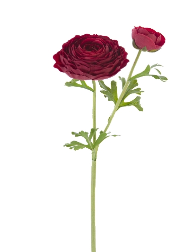 Picture of 23" FRESH TOUCH OPEN RANUNCULUS