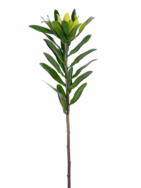 Picture of 23"LEUCADENDRON PROTEA