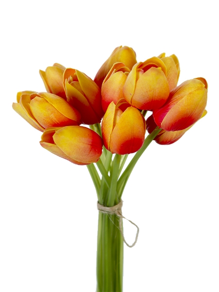 Picture of 9.5"  TULIP BUNDLE X 12