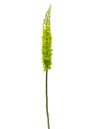 Picture of 55" EREMURUS STEM