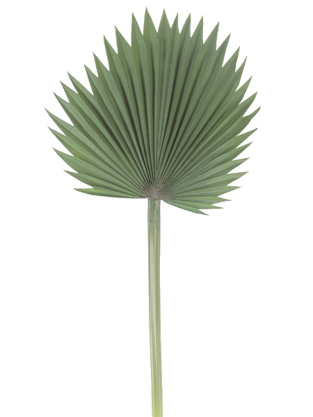 Picture of 37"REED PALM LEAF