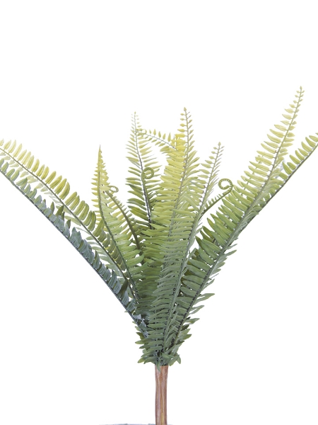 Picture of 20" BOSTON FERN BUSH