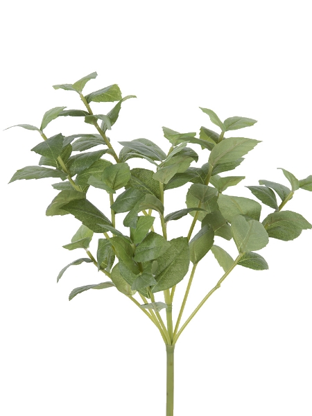 Picture of 16" BASIL BUSH