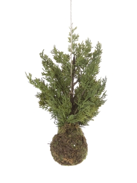 Picture of 20" CYPRESS TREE IN MOSS POT
