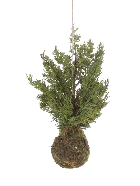 Picture of 20"CYPRESS TREE IN MOSS POT