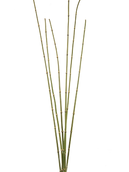 Picture of 55" HORSETAIL X6 BUNDLES