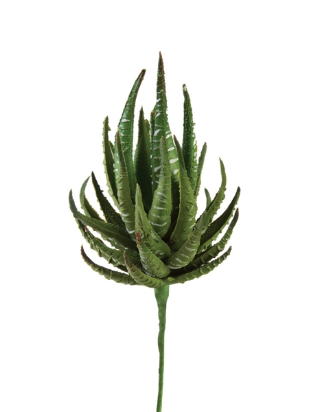 Picture of 7" HAWORTHIA  2"D