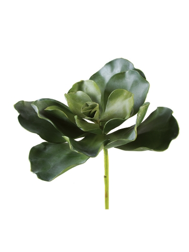 Picture of 12" GIANT ECHEVERIA