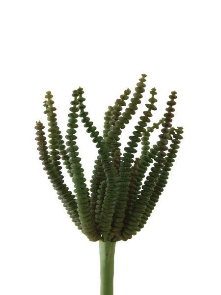 Picture of 4 1/2" RINGED EUPHORBIA