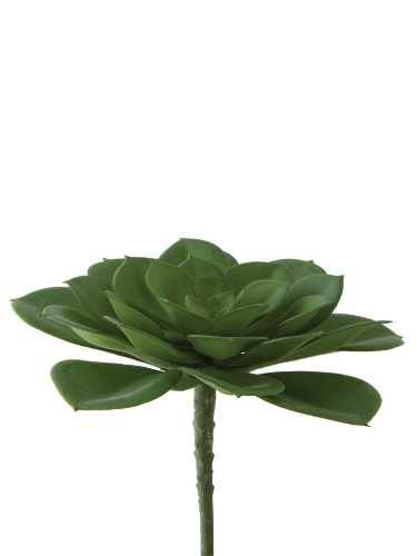 Picture of 5" AEONIUM NOBILE