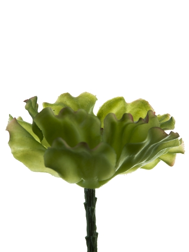 Picture of 6" CABBAGE PICK