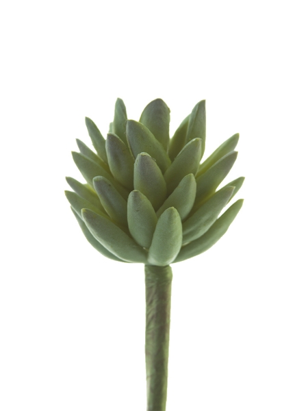 Picture of 7" AGAVE STEM