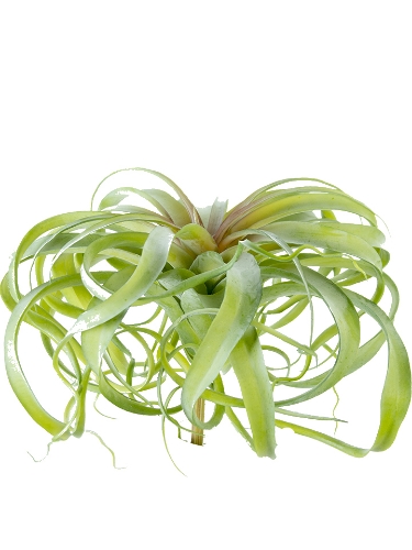 Picture of 12.5" TILLANDSIA PLANT