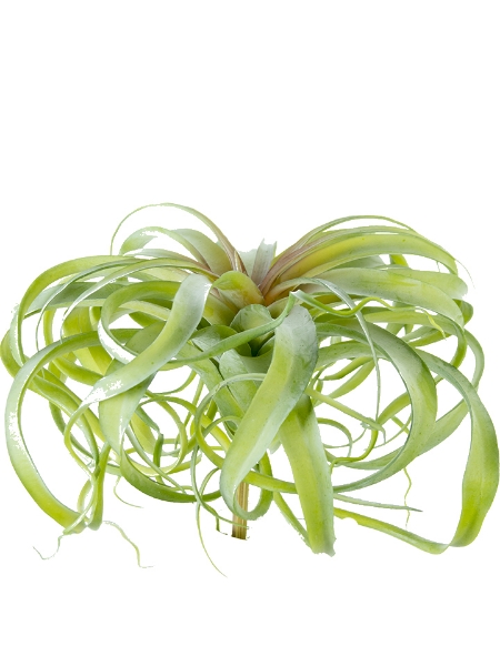 Picture of 12.5"TILLANDSIA PLANT