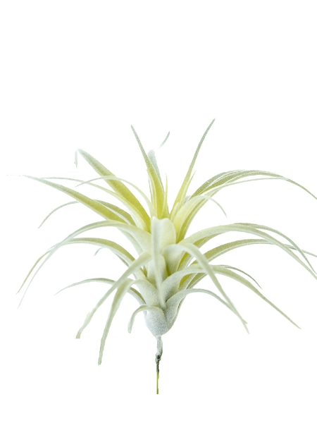 Picture of 6" TILLANDSIA PICK