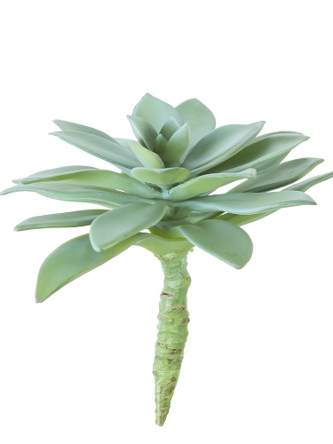 Picture of 15" AEONIUM PICK