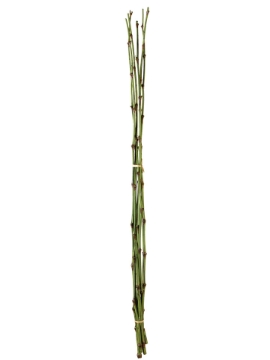 Picture of 38" BAMBOO BUNDLE X6