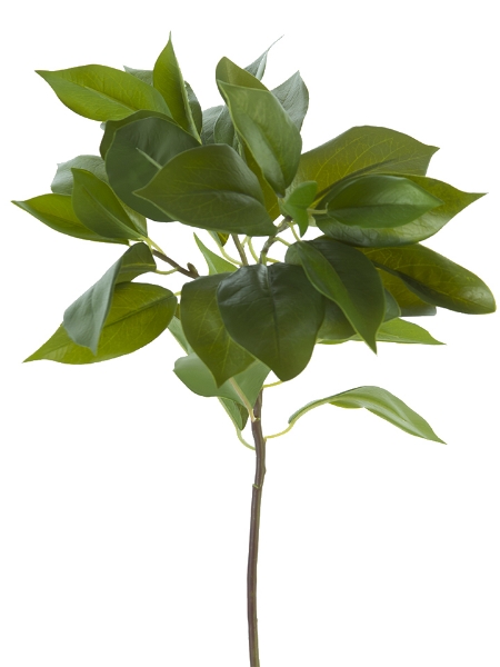 Picture of 24" LAUREL LEAVES SPRAY