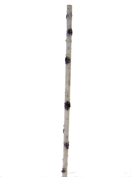 Picture of 45" BIRCH STICK