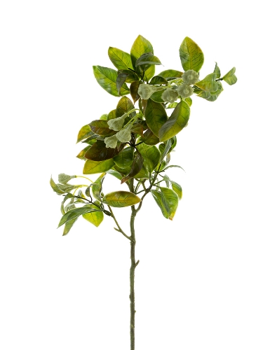 Picture of 23" EUCALYPTUS POD SPRAY