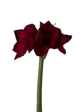 Picture of 26" THREE BLOOMS AMARYLLIS
