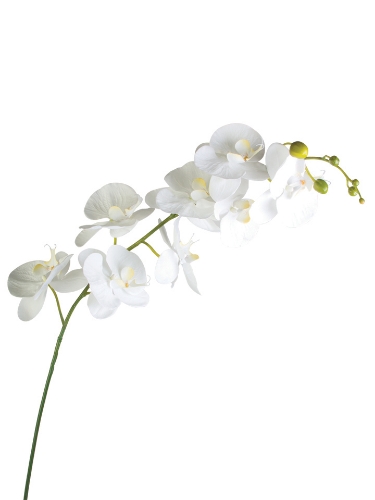 Picture of 60" REAL TOUCH GIANT PHALAENOPSIS