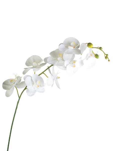 Picture of 60" GIANT PHALAENOPSIS