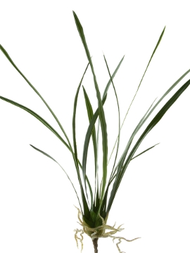 Picture of 27" ORCHID CYMBIDIUM LEAF