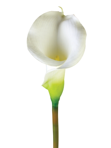 Picture of 33" CALLA LILY LG