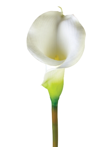 Picture of 33" REAL TOUCH LARGE CALLA LILY