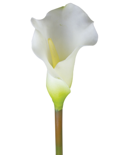 Picture of Md Calla Lily Sp.26"