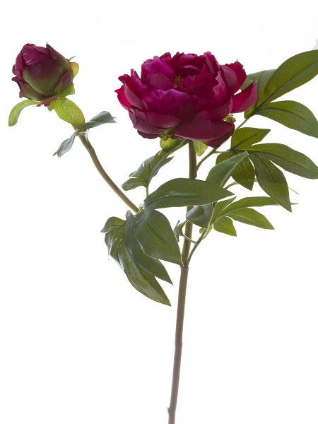 Picture of 31"TREE PEONY SPRAY