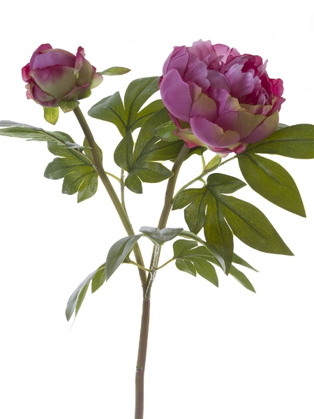 Picture of 31"TREE PEONY SPRAY