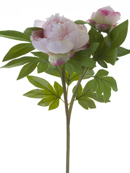 Picture of 31"TREE PEONY SPRAY